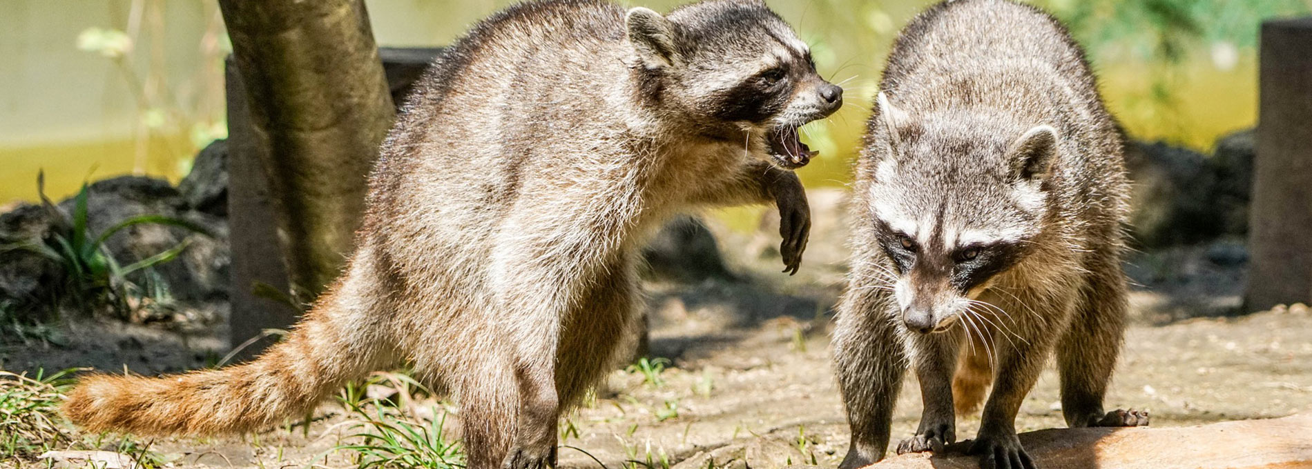 Mr Raccoon: Wildlife Animal Removal, Raccoon Rat Bat Squirrel